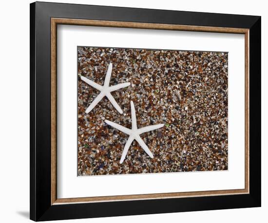 Starfish Skeletons, Kauai, Hawaii, USA-Dennis Flaherty-Framed Photographic Print