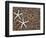Starfish Skeletons, Kauai, Hawaii, USA-Dennis Flaherty-Framed Photographic Print