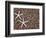 Starfish Skeletons, Kauai, Hawaii, USA-Dennis Flaherty-Framed Photographic Print