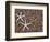 Starfish Skeletons, Kauai, Hawaii, USA-Dennis Flaherty-Framed Photographic Print