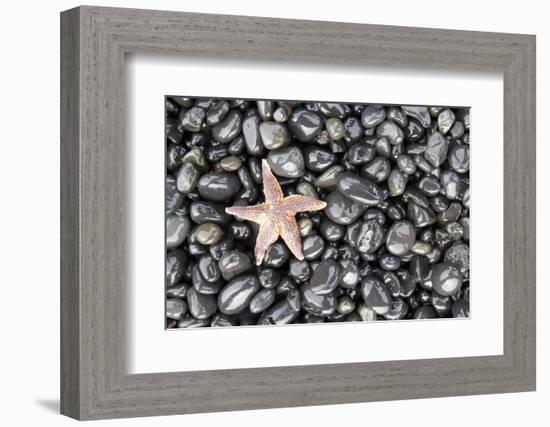 Starfish Stranded at Low Tide Amongst Pebbles of Smooth Rounded Basalt, Djupalonssandur-William Gray-Framed Photographic Print