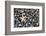 Starfish Stranded at Low Tide Amongst Pebbles of Smooth Rounded Basalt, Djupalonssandur-William Gray-Framed Photographic Print