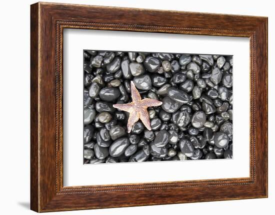 Starfish Stranded at Low Tide Amongst Pebbles of Smooth Rounded Basalt, Djupalonssandur-William Gray-Framed Photographic Print