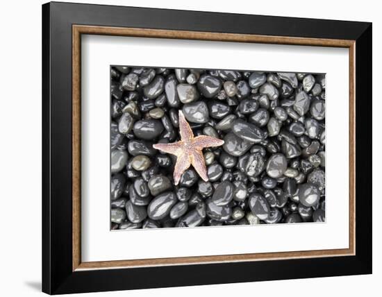 Starfish Stranded at Low Tide Amongst Pebbles of Smooth Rounded Basalt, Djupalonssandur-William Gray-Framed Photographic Print