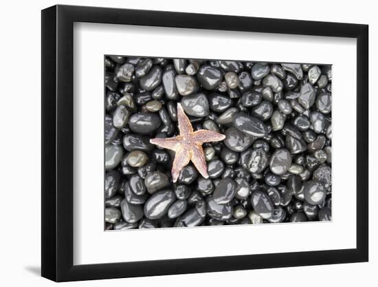 Starfish Stranded at Low Tide Amongst Pebbles of Smooth Rounded Basalt, Djupalonssandur-William Gray-Framed Photographic Print