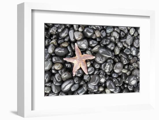 Starfish Stranded at Low Tide Amongst Pebbles of Smooth Rounded Basalt, Djupalonssandur-William Gray-Framed Photographic Print