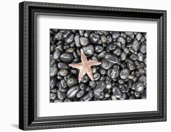 Starfish Stranded at Low Tide Amongst Pebbles of Smooth Rounded Basalt, Djupalonssandur-William Gray-Framed Photographic Print