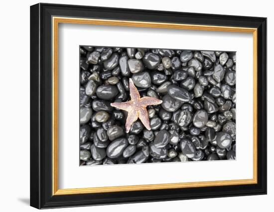 Starfish Stranded at Low Tide Amongst Pebbles of Smooth Rounded Basalt, Djupalonssandur-William Gray-Framed Photographic Print