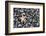 Starfish Stranded at Low Tide Amongst Pebbles of Smooth Rounded Basalt, Djupalonssandur-William Gray-Framed Photographic Print