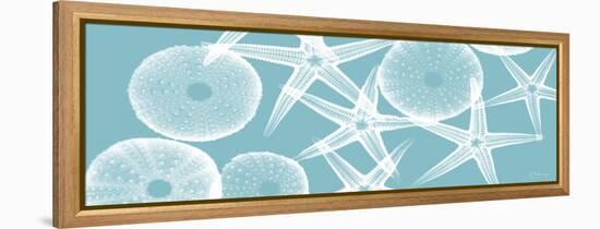 Starfish Teal 2-Albert Koetsier-Framed Stretched Canvas