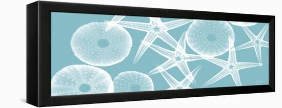 Starfish Teal 2-Albert Koetsier-Framed Stretched Canvas