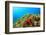 Starfish Underwater on Reef-Rich Carey-Framed Photographic Print