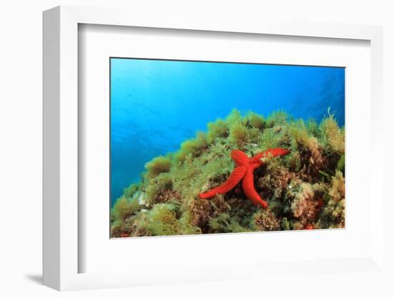 Starfish Underwater on Reef-Rich Carey-Framed Photographic Print