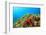 Starfish Underwater on Reef-Rich Carey-Framed Photographic Print