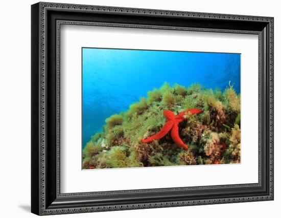 Starfish Underwater on Reef-Rich Carey-Framed Photographic Print