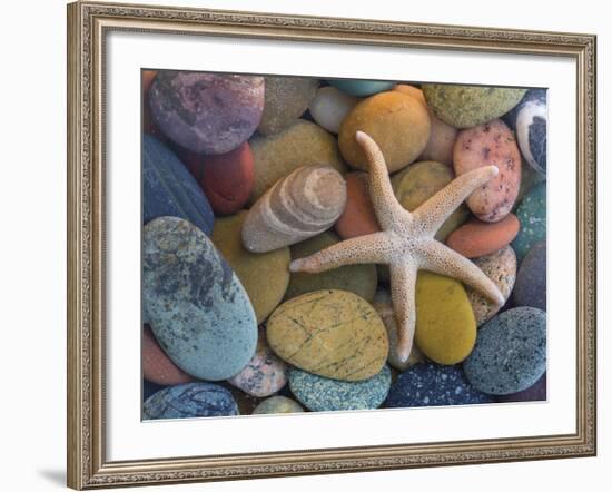 Starfish-Don Paulson-Framed Giclee Print