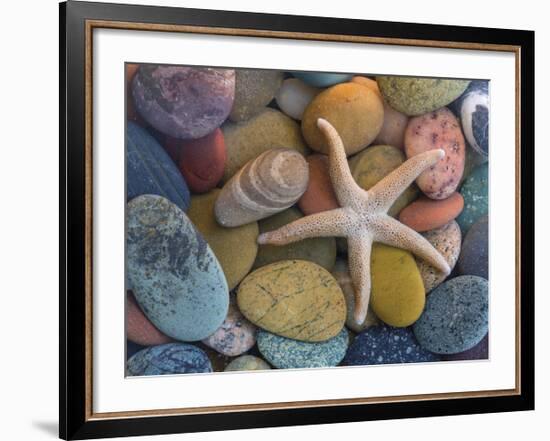 Starfish-Don Paulson-Framed Giclee Print