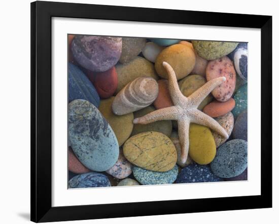 Starfish-Don Paulson-Framed Giclee Print