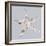 Starfish-Justin Lloyd-Framed Giclee Print