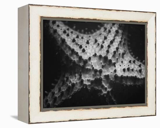 Starfish-Henry Horenstein-Framed Premier Image Canvas