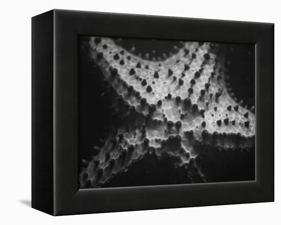 Starfish-Henry Horenstein-Framed Premier Image Canvas