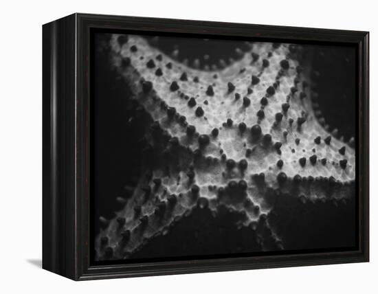 Starfish-Henry Horenstein-Framed Premier Image Canvas