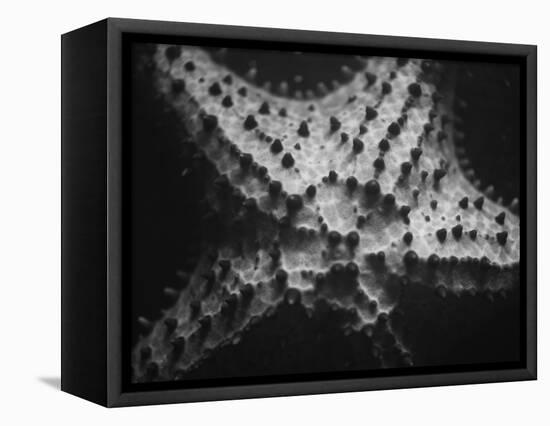 Starfish-Henry Horenstein-Framed Premier Image Canvas