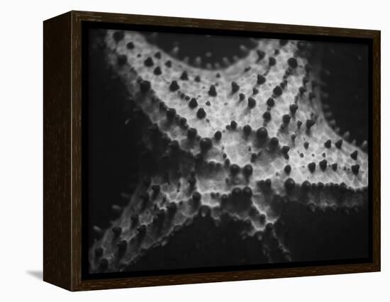 Starfish-Henry Horenstein-Framed Premier Image Canvas