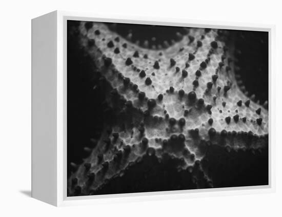 Starfish-Henry Horenstein-Framed Premier Image Canvas