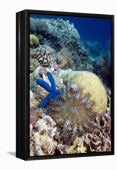 Starfish-Georgette Douwma-Framed Premier Image Canvas