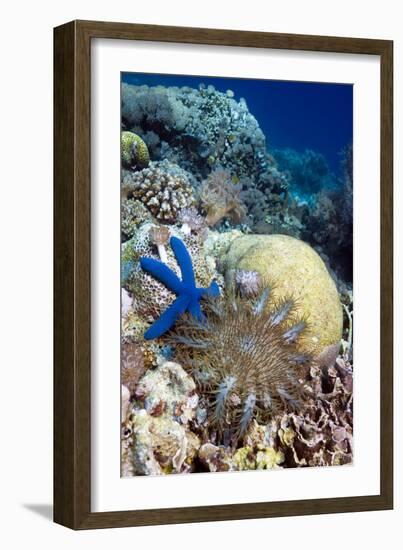 Starfish-Georgette Douwma-Framed Photographic Print