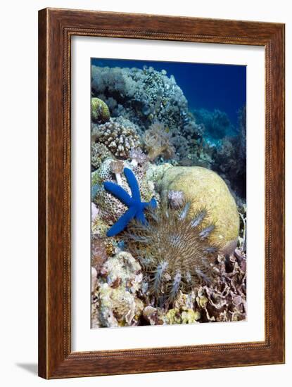 Starfish-Georgette Douwma-Framed Photographic Print