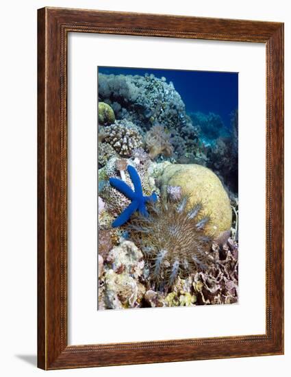 Starfish-Georgette Douwma-Framed Photographic Print