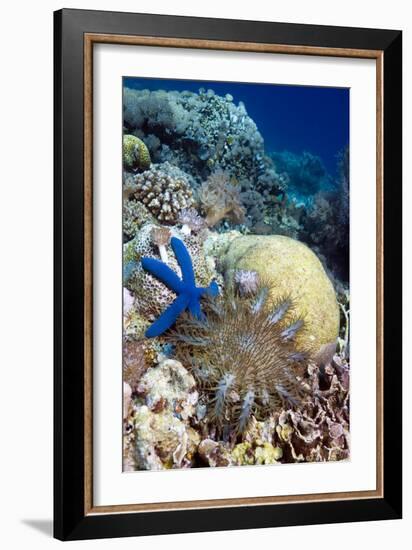 Starfish-Georgette Douwma-Framed Photographic Print