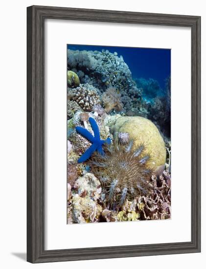 Starfish-Georgette Douwma-Framed Photographic Print