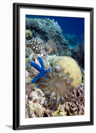 Starfish-Georgette Douwma-Framed Photographic Print