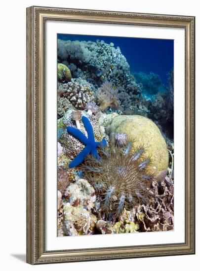 Starfish-Georgette Douwma-Framed Photographic Print