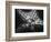 Starfish-Henry Horenstein-Framed Photographic Print