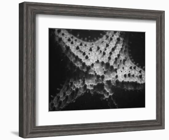 Starfish-Henry Horenstein-Framed Photographic Print