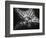 Starfish-Henry Horenstein-Framed Photographic Print