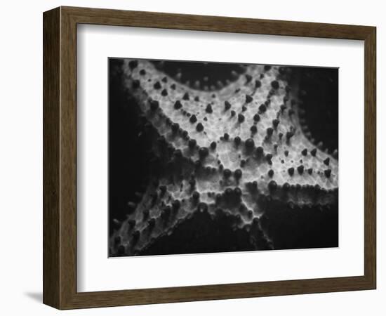 Starfish-Henry Horenstein-Framed Photographic Print