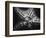 Starfish-Henry Horenstein-Framed Photographic Print