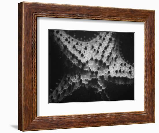 Starfish-Henry Horenstein-Framed Photographic Print