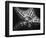 Starfish-Henry Horenstein-Framed Photographic Print