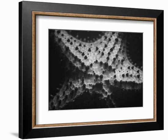 Starfish-Henry Horenstein-Framed Photographic Print