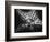 Starfish-Henry Horenstein-Framed Photographic Print