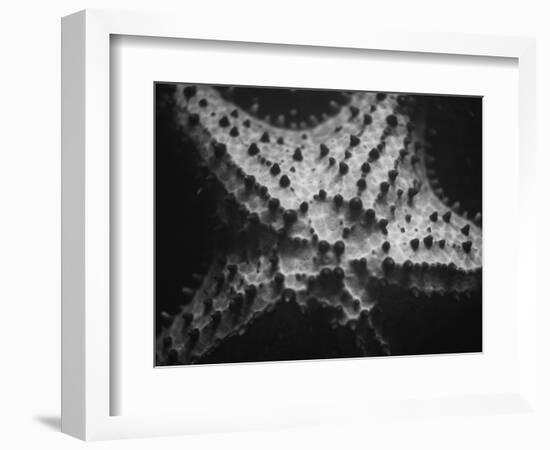 Starfish-Henry Horenstein-Framed Photographic Print