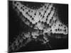 Starfish-Henry Horenstein-Mounted Photographic Print