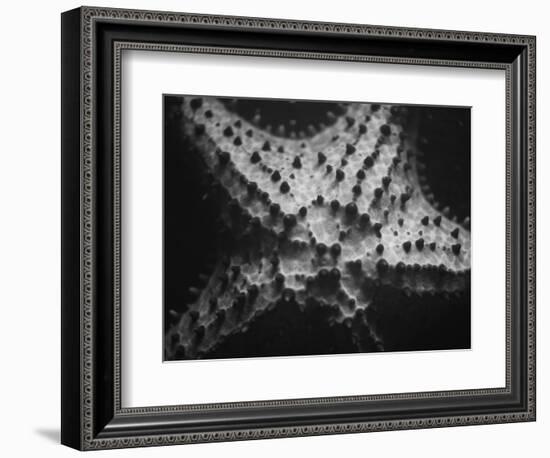 Starfish-Henry Horenstein-Framed Photographic Print