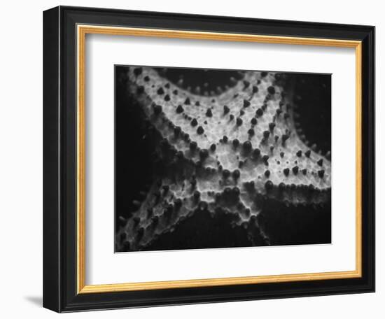 Starfish-Henry Horenstein-Framed Photographic Print